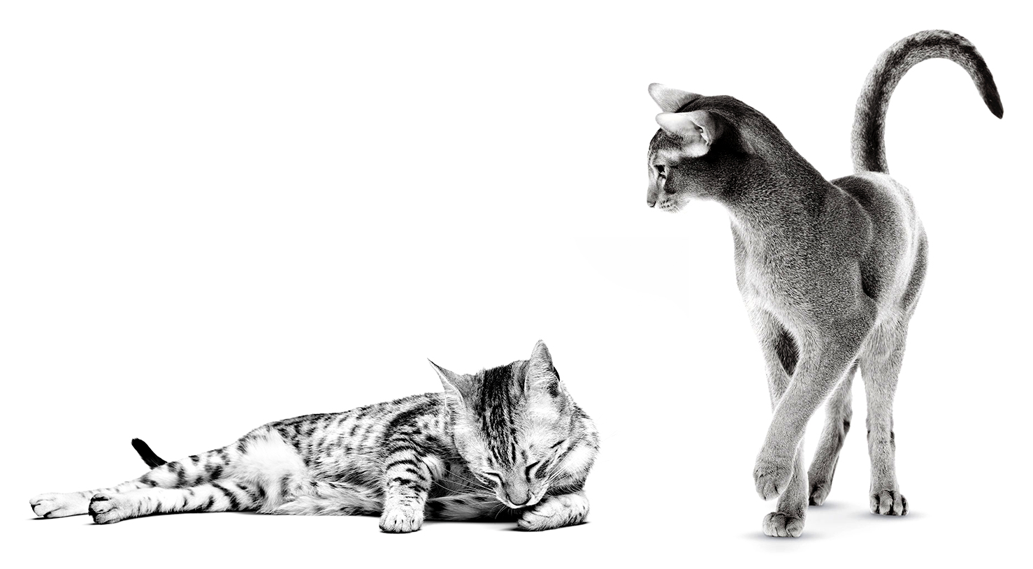 埃及貓成年貓躺下和阿比西尼亞貓成年貓站在白色背景前的黑白照片