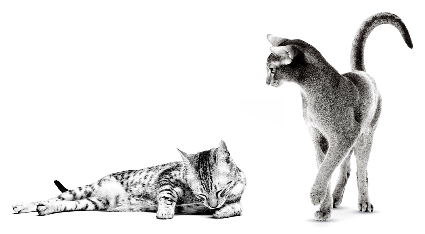 Egyptian Mau adult lying down and Abyssinian adults standing in black and white on a white background