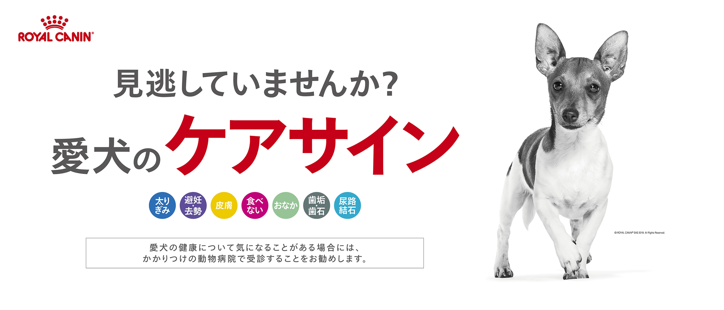 愛犬のケアサイン特別なケアを必要とする犬のための毎日の総合栄養食