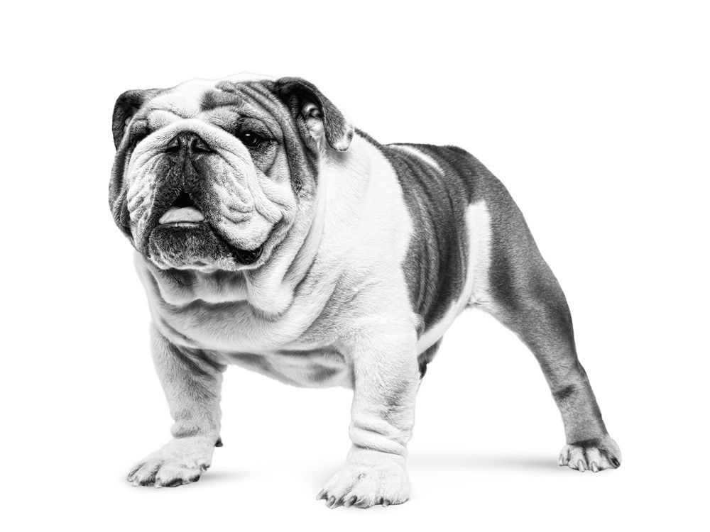 Bulldog puppy standing in black and white