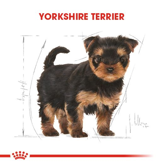 Yorkshire Terrier Puppy Yavru Köpek Kuru Maması