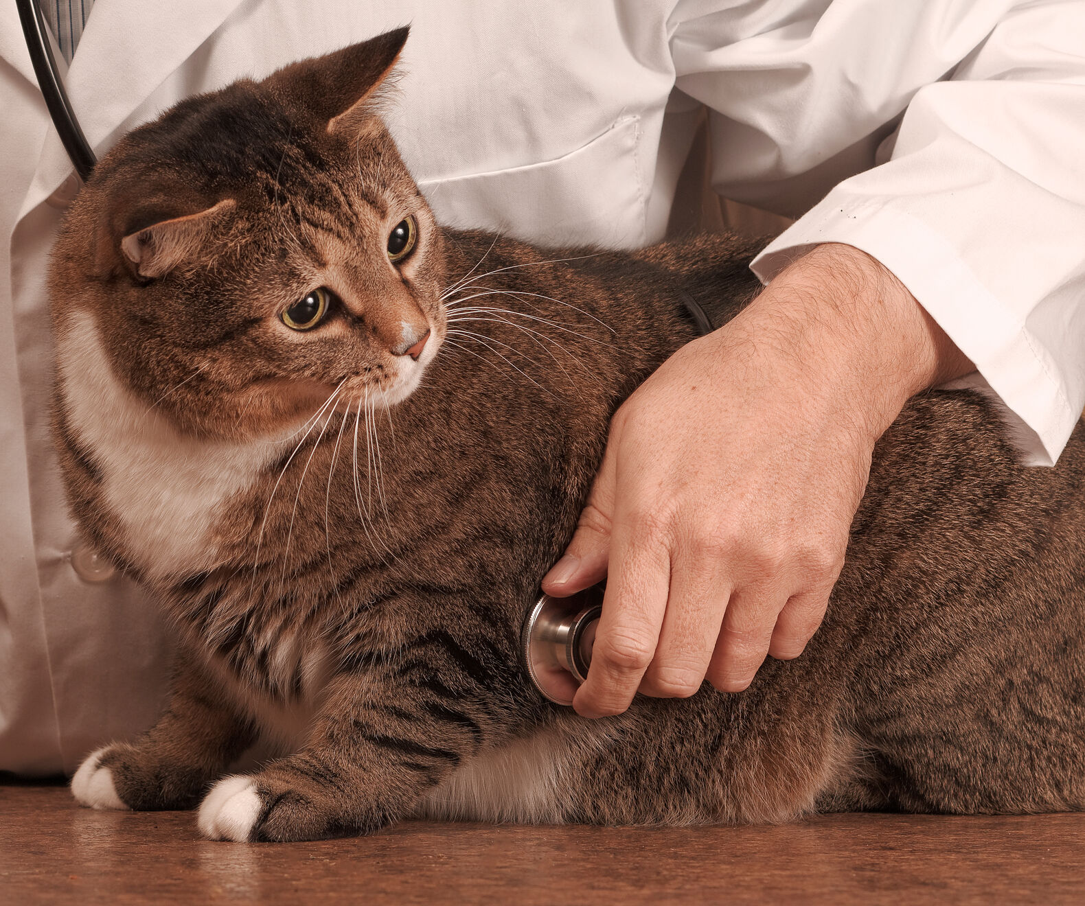 Co morbidity of overweight and obesity in dogs and cats
