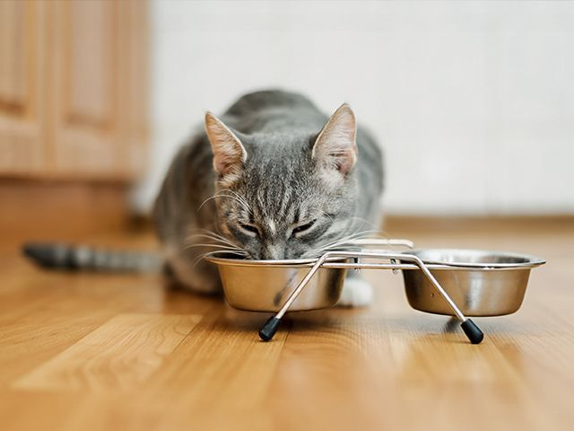 How your cat s diet affects it s urinary health Royal Canin US