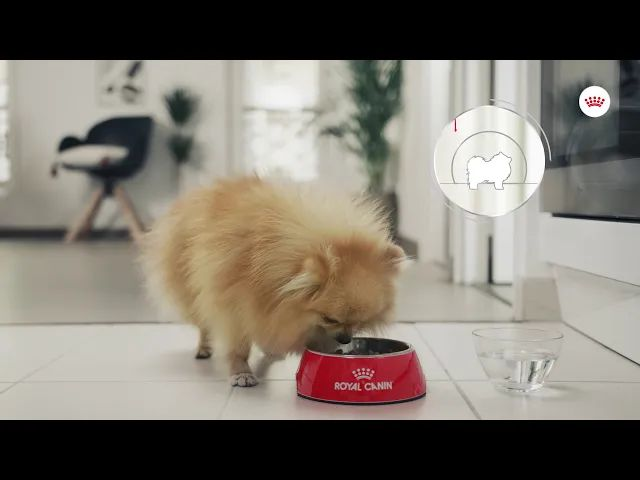 Relax Care - Food for dogs exposed to stress