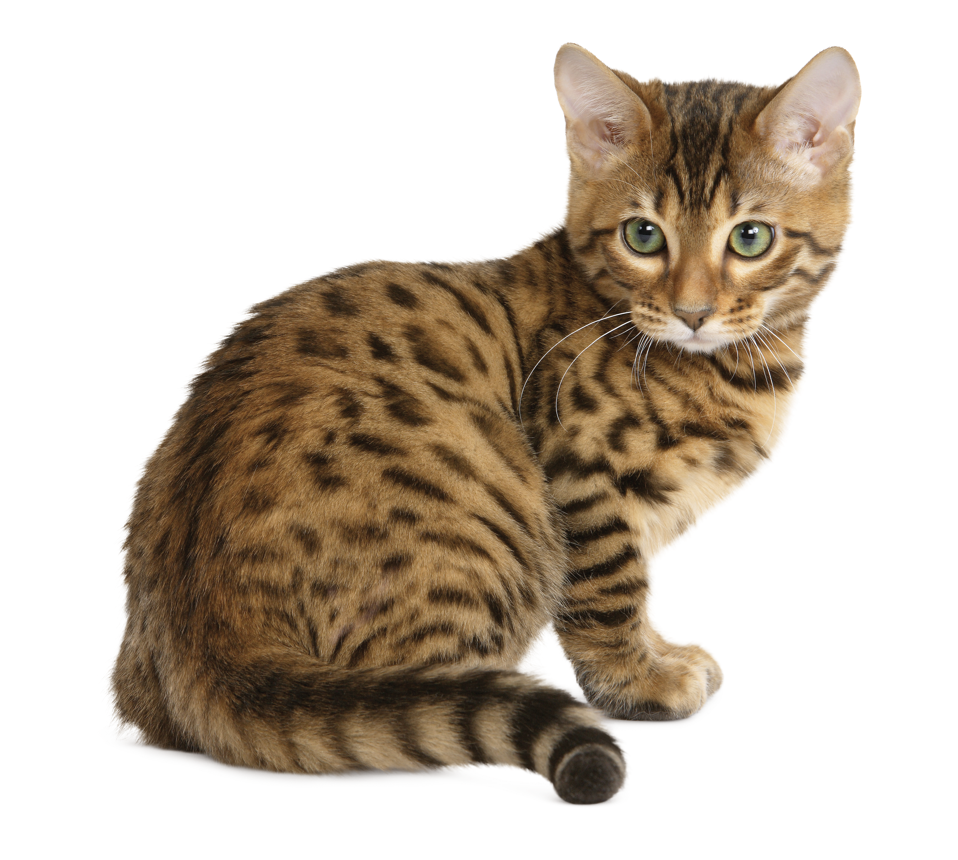 bengal cat