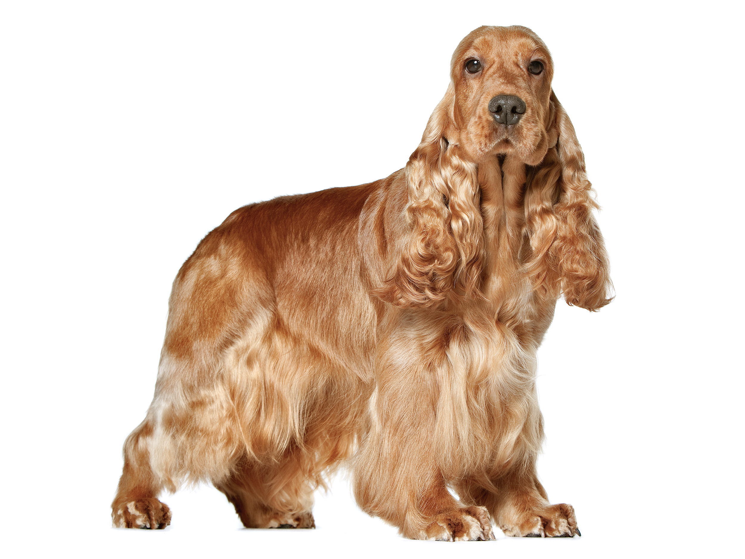 English Cocker Spaniel adult in black and white