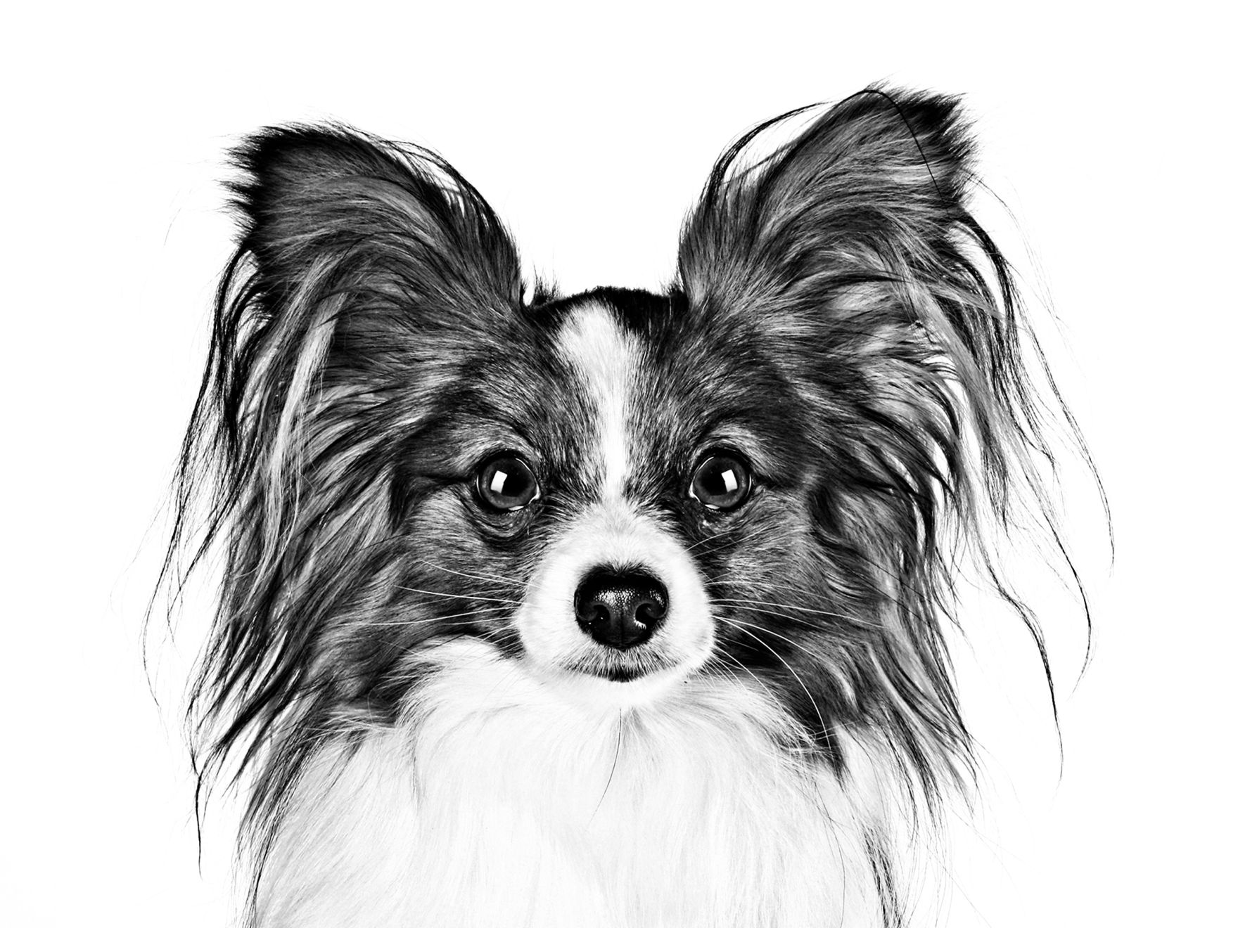 continental-toy-spaniel-adult-black-and-white