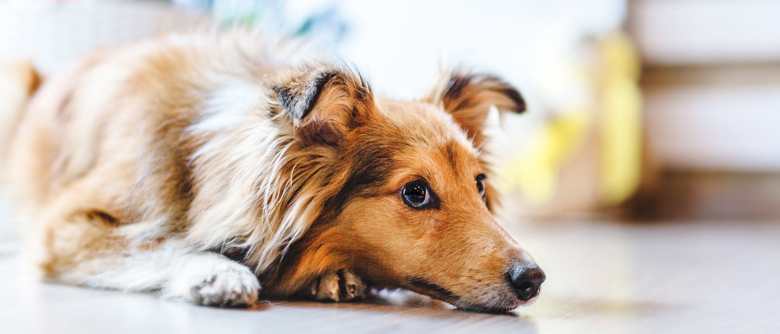 Adult dog lying down in a kitchen.