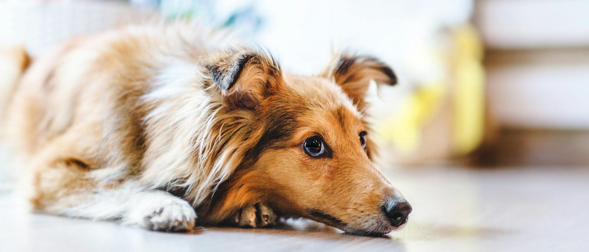 10 giftige fødevarer, du ikke må give din hund Royal Canin