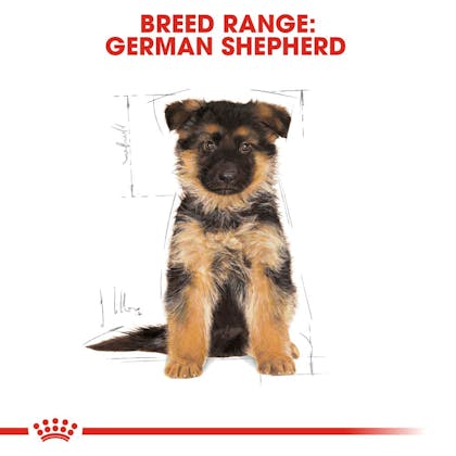 Royal canin german 2024 shepherd puppy feeding chart