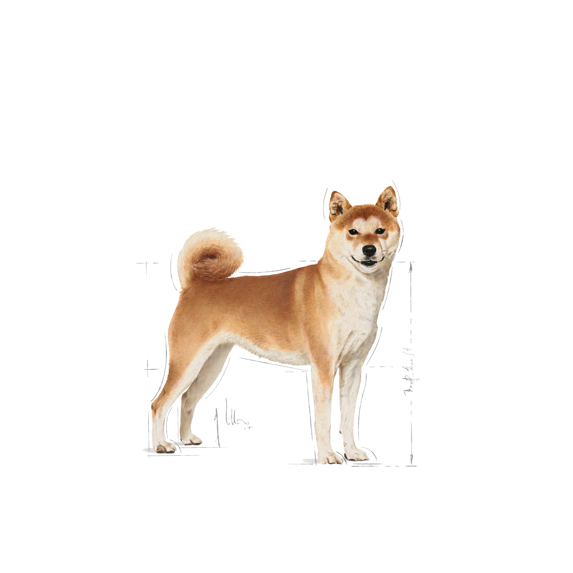 Shiba Inu Adult dry Royal Canin