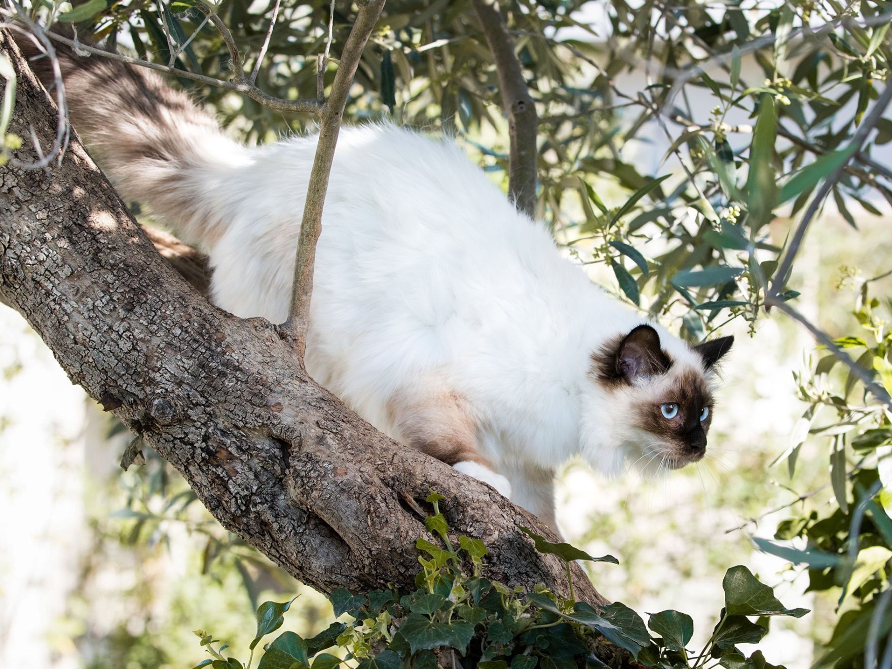 Adult Sacred Birman cat climbing on a tree outdoors