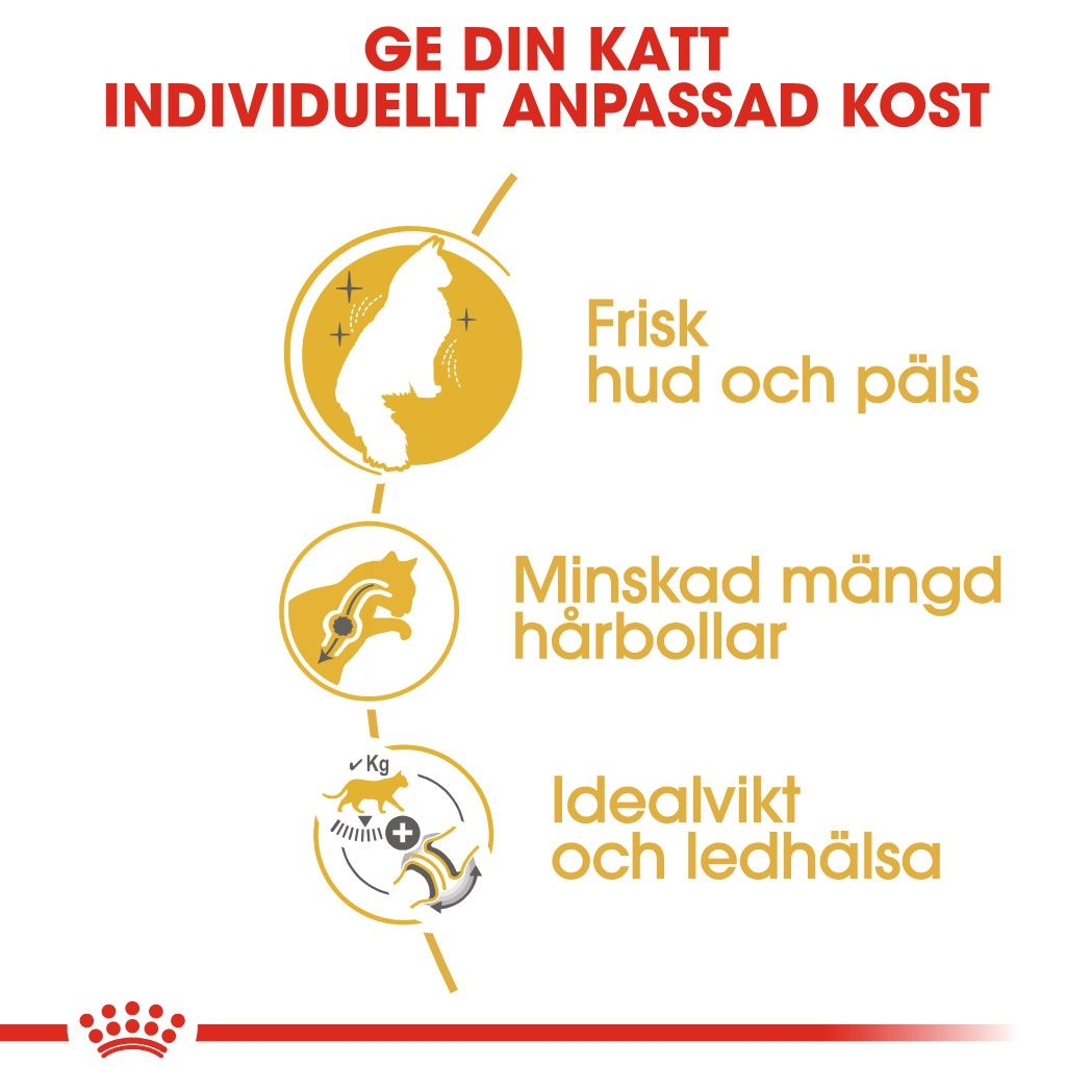 Norwegian Forest Cat Adult