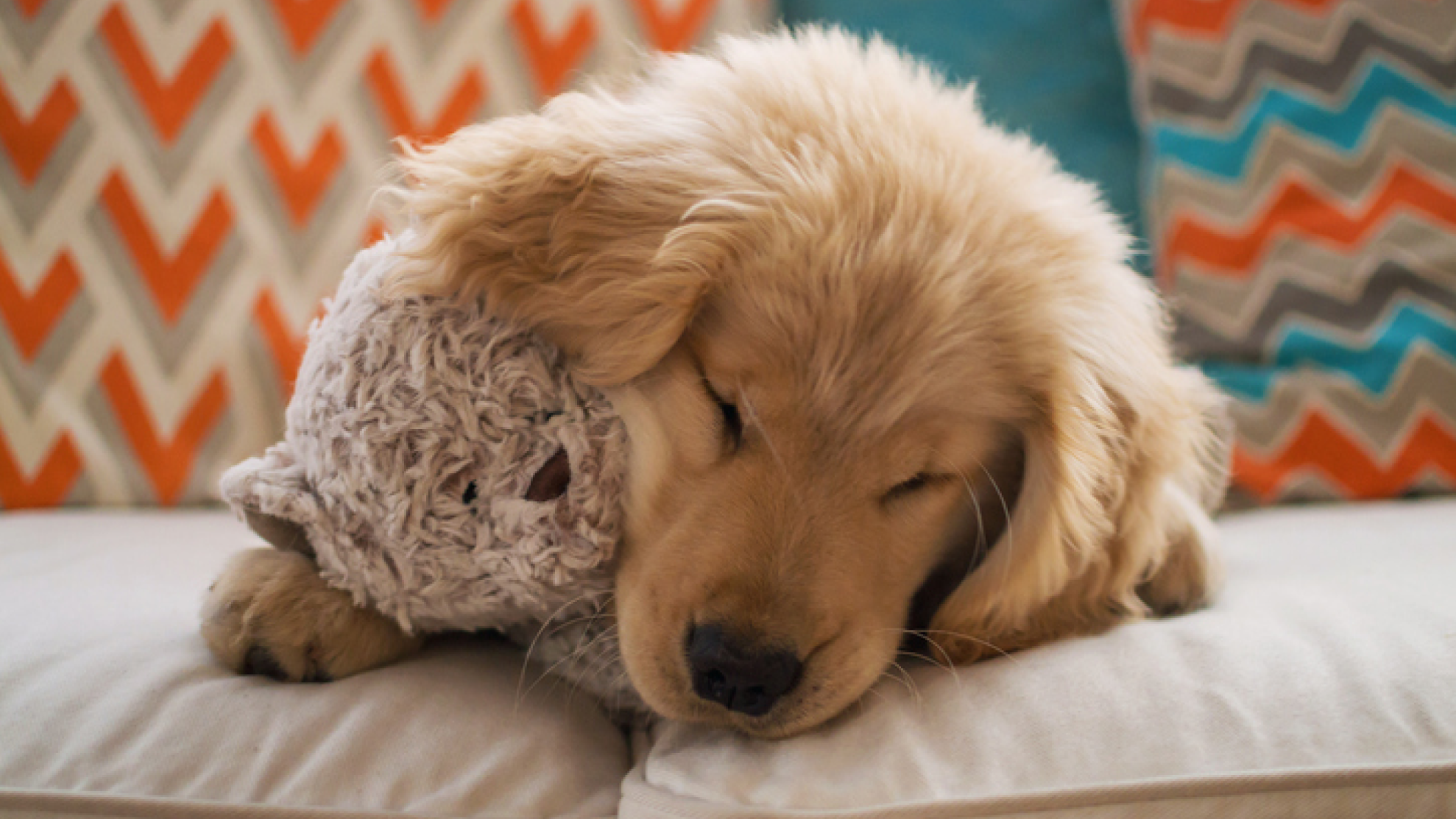 Cachorro durmiendo con un peluche en el sofá