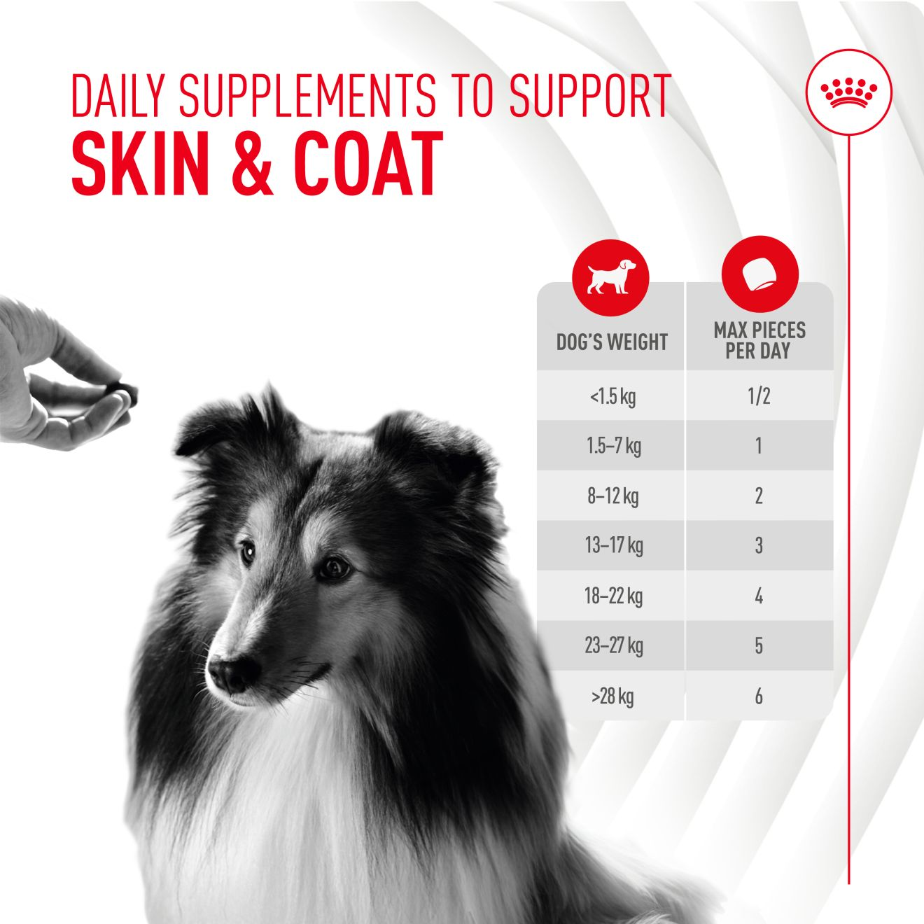 Adult Skin & Coat Supplement 240g