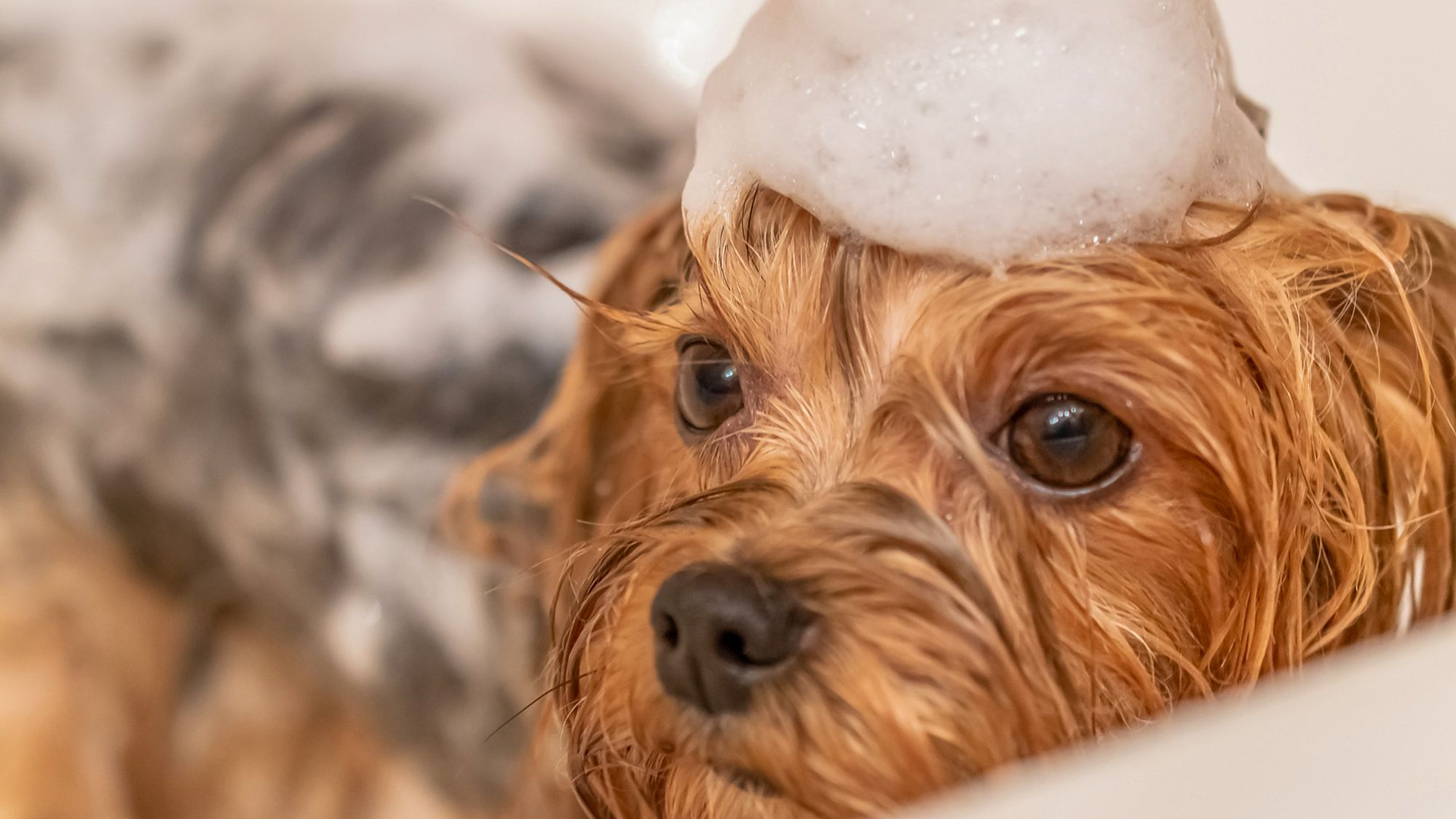 Yorkshire Terrier being given a bath