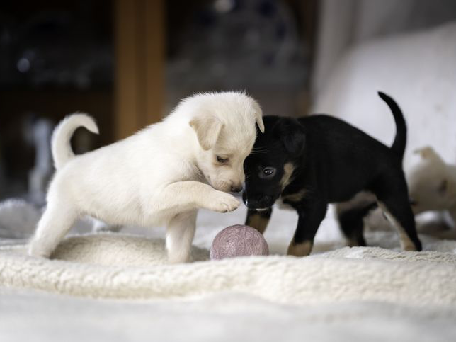 Twee kleine puppy's spelen met een bal