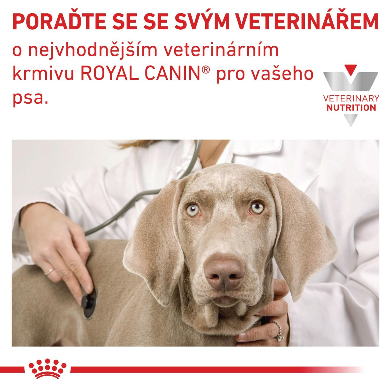 VHN Dog Hypoallergenic Small Dog