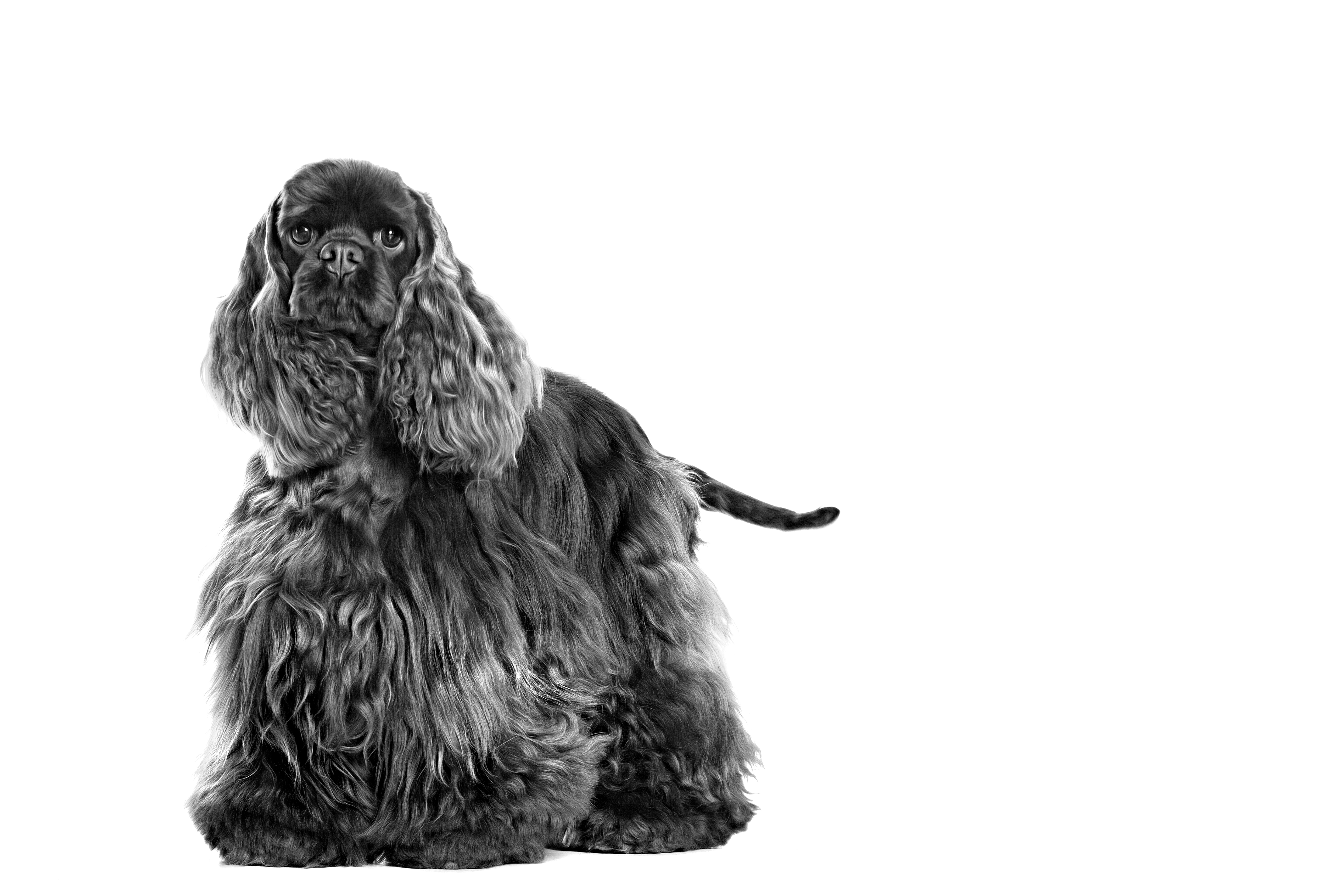 American Cocker Spaniel adult standing in black and white