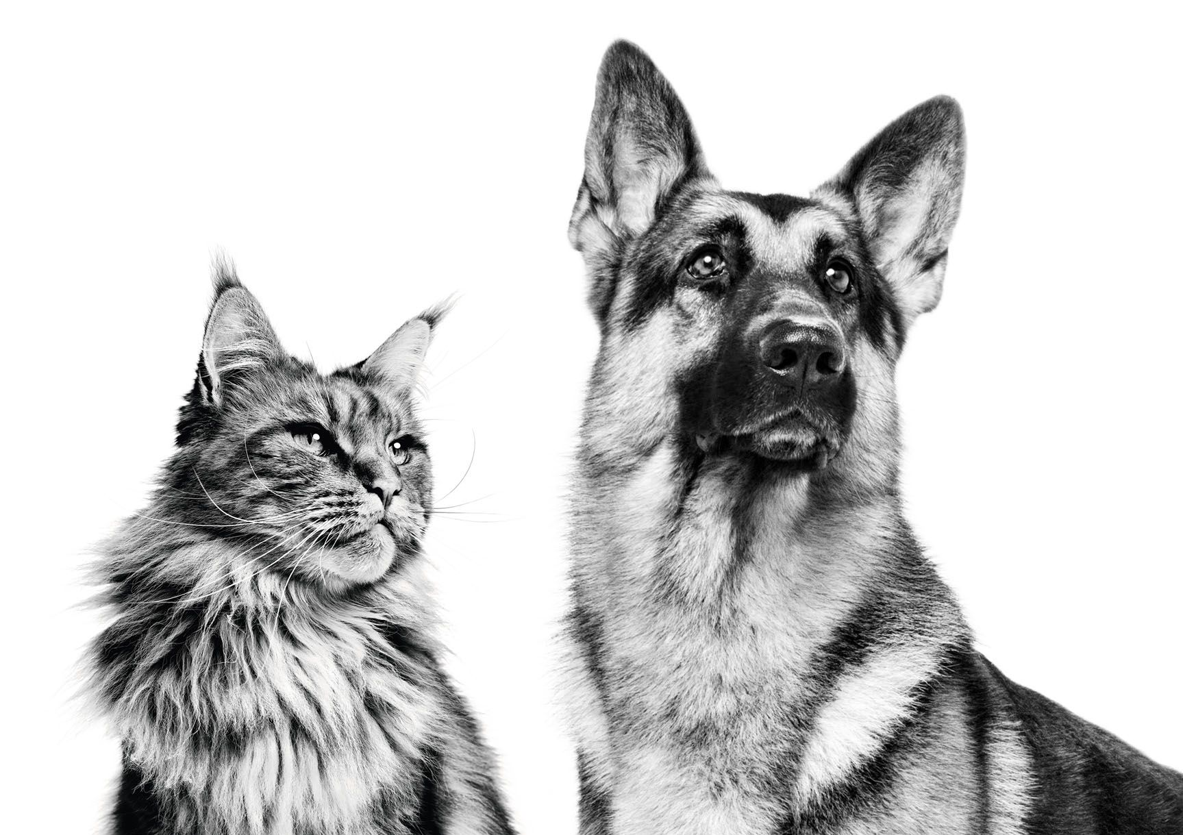 Maine Coon y Pastor Alemán adultos de pie en blanco y negro sobre un fondo blanco