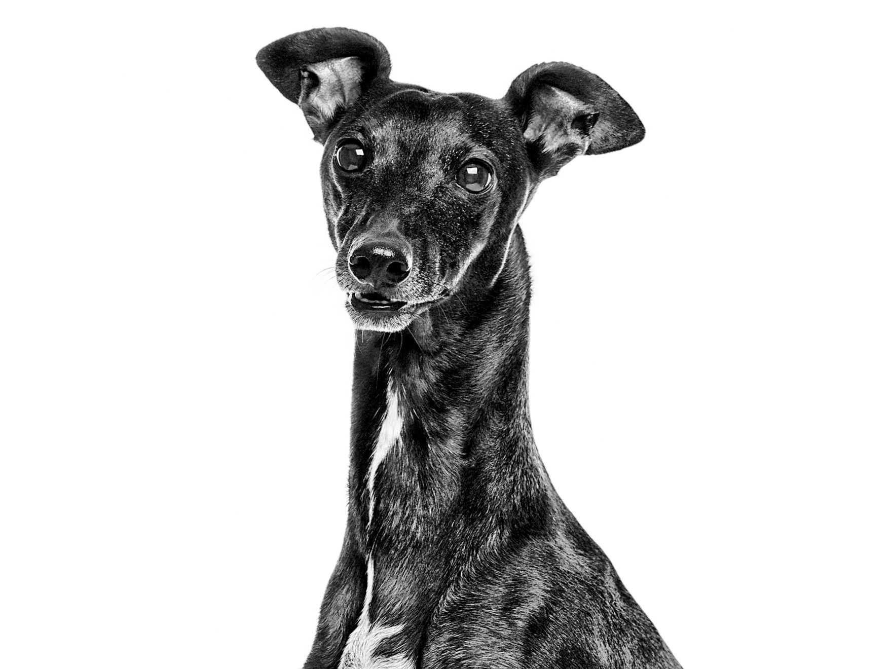Italian greyhound in black and white