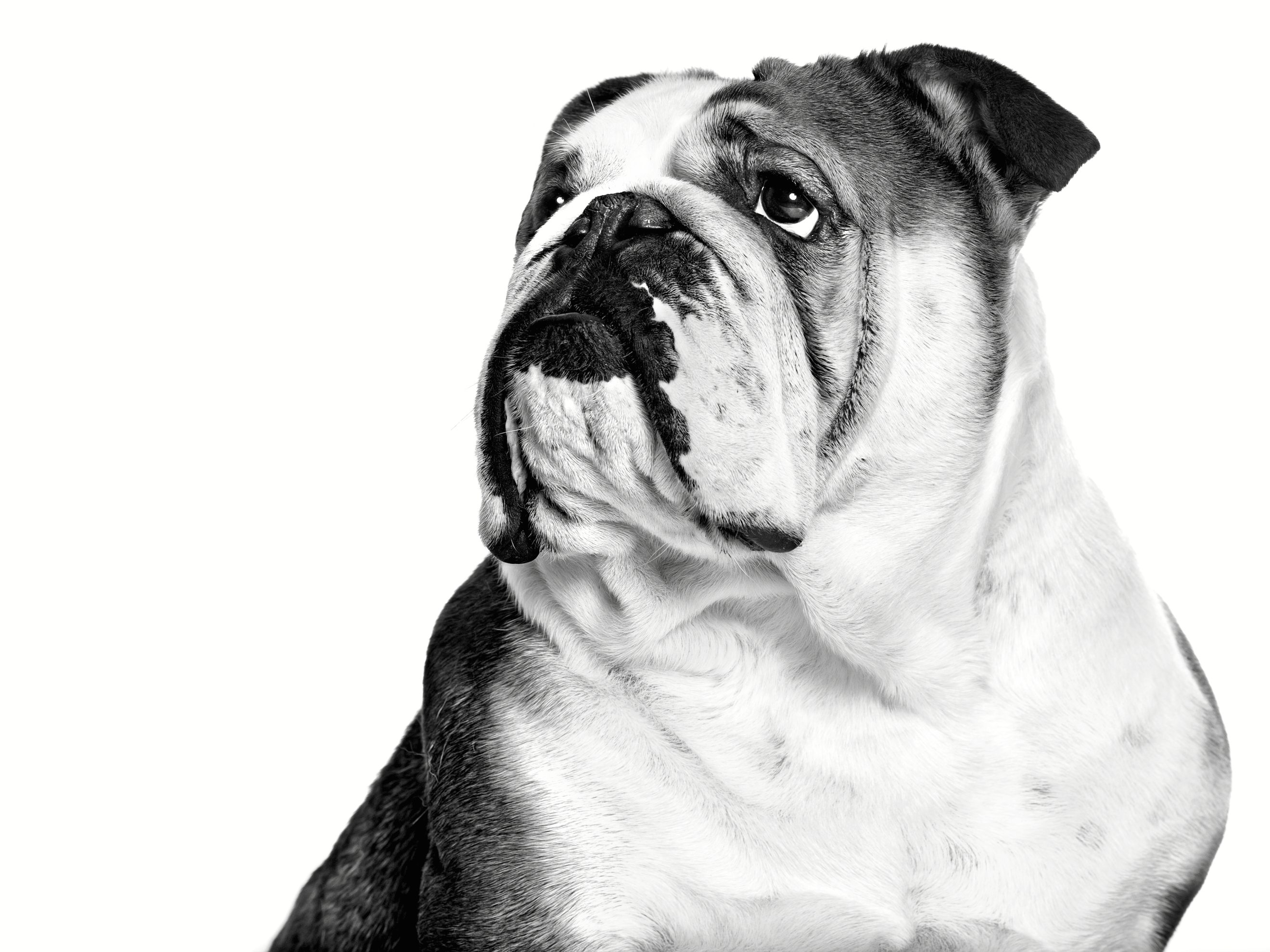 Nærbillede af bulldog i sort og hvidt