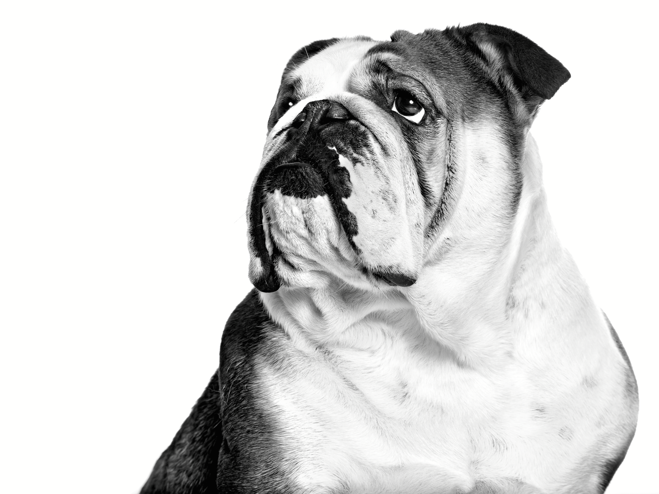 Bulldog puppy standing in black and white