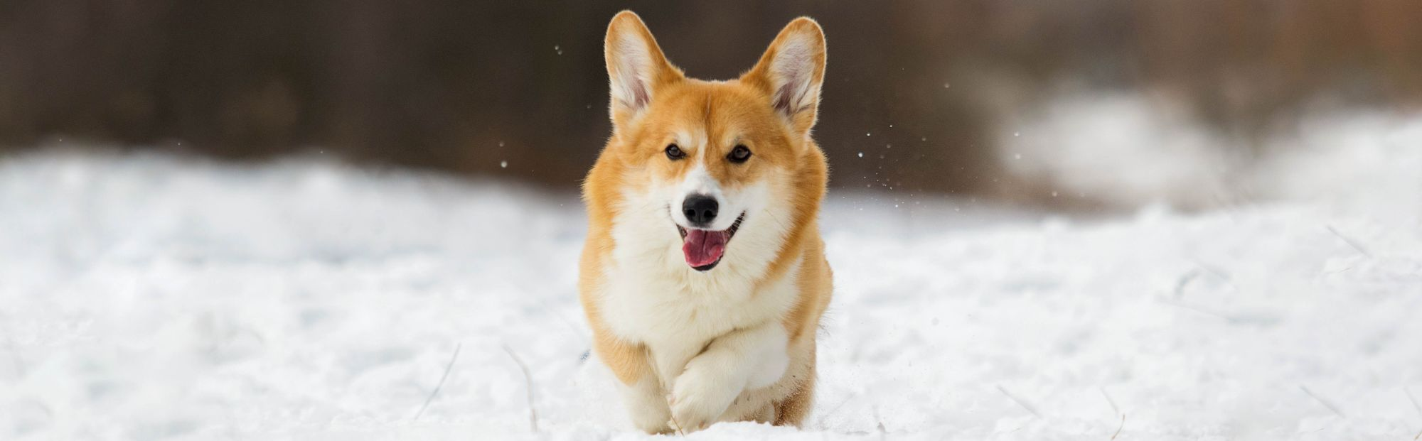 Dog running through the snow