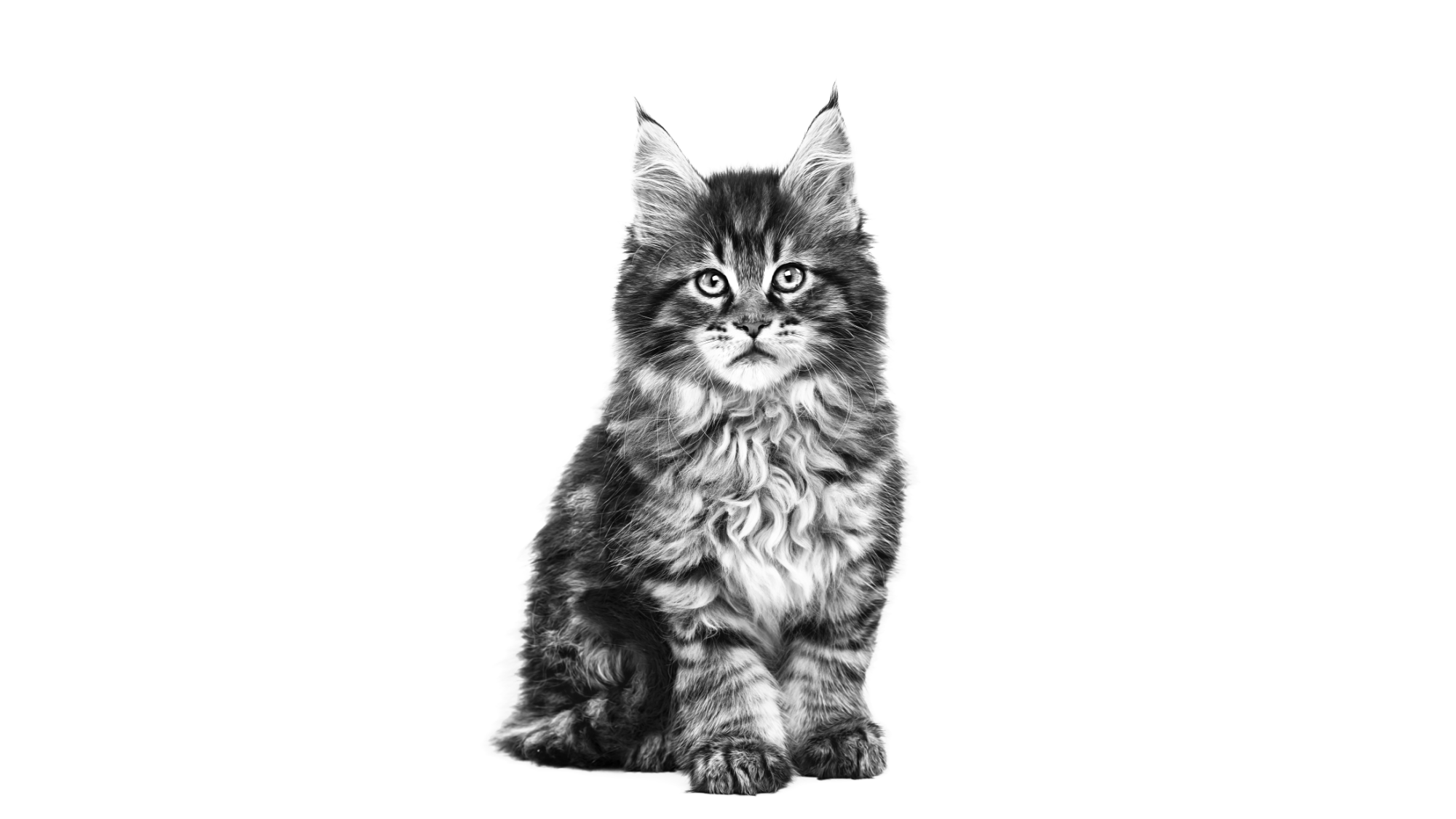 maine coon kitten emblematic