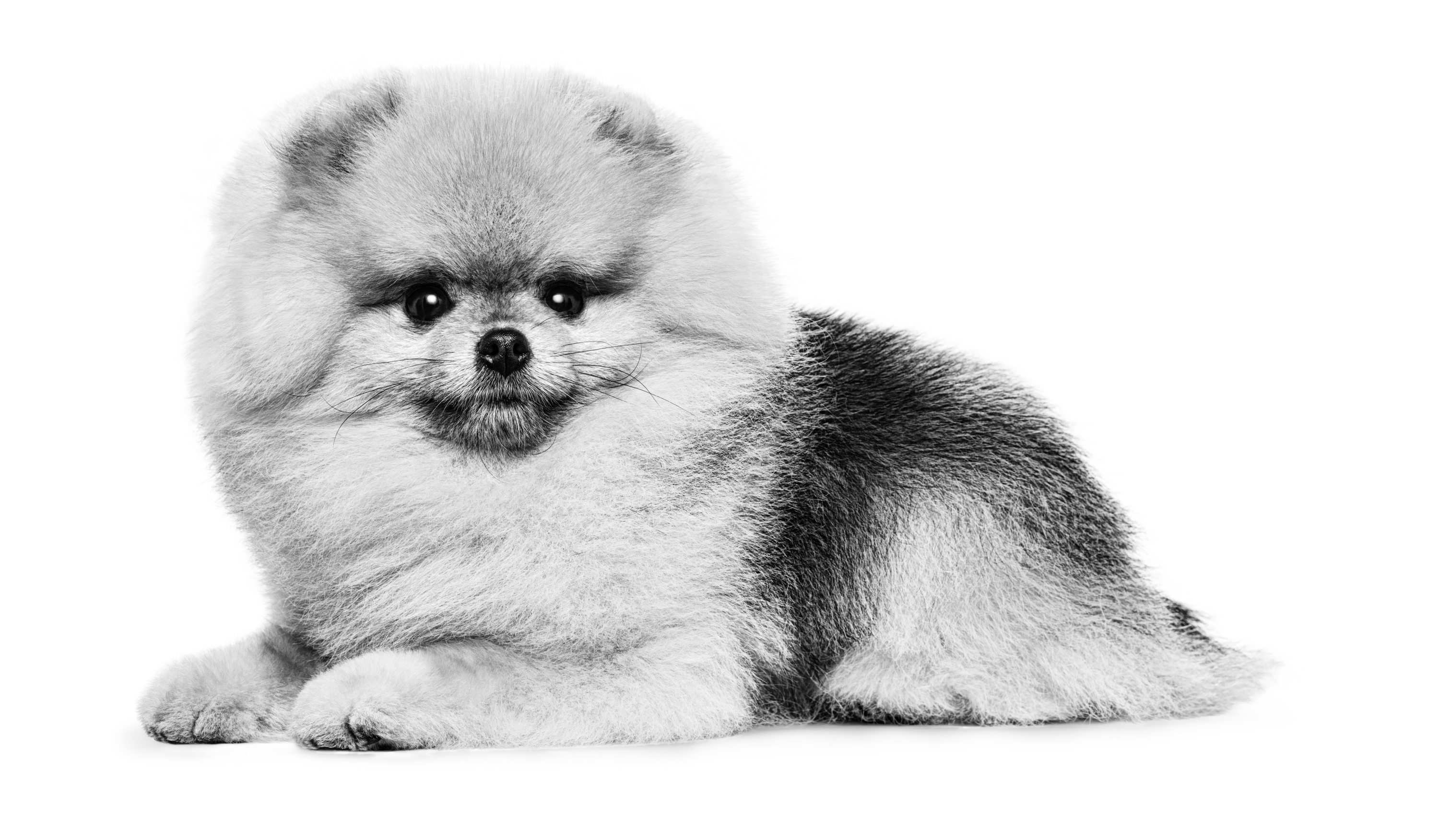 Pomerania adulto tendido en blanco y negro sobre un fondo blanco.