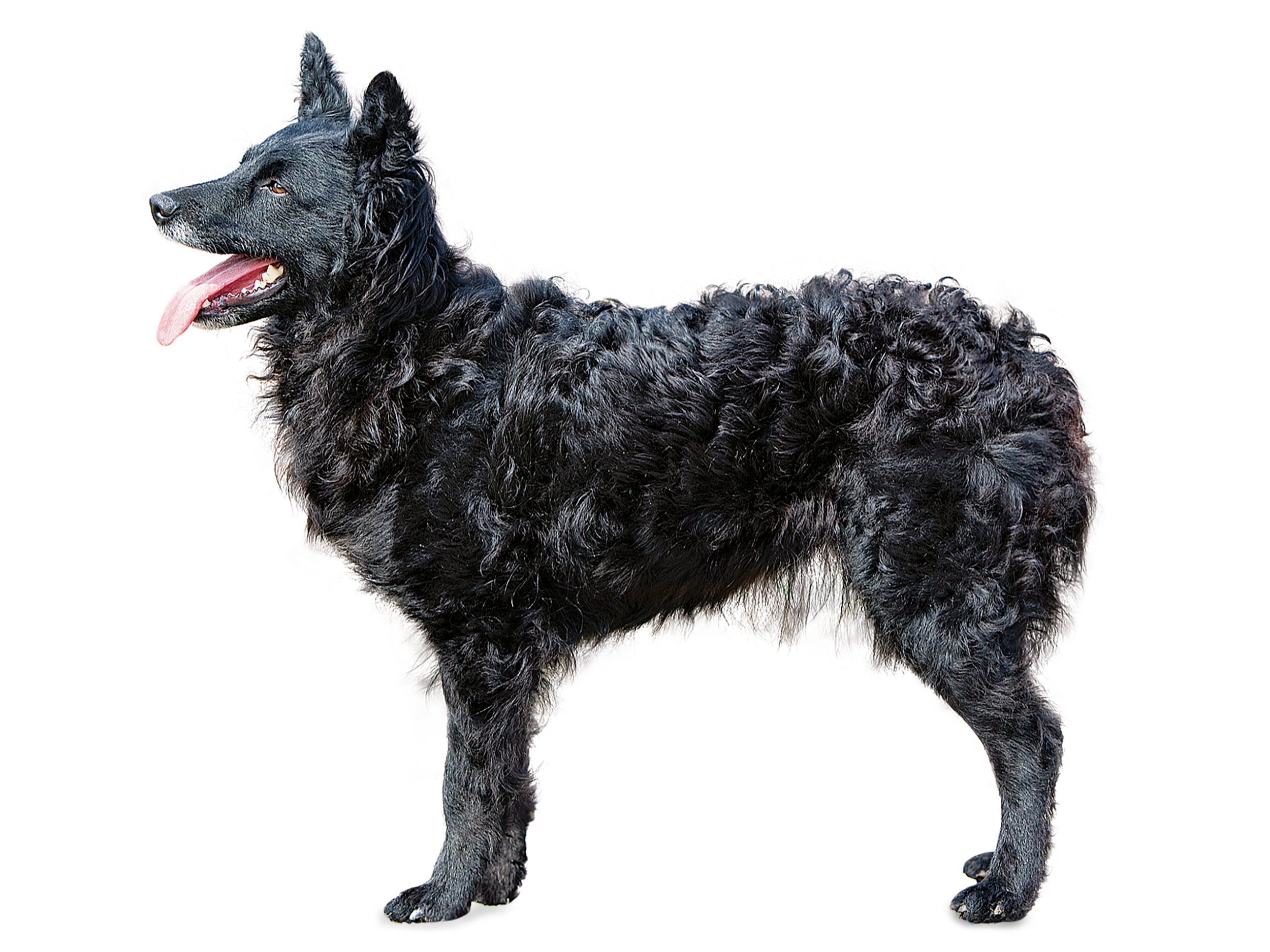 Croatian shepherd dog black and white