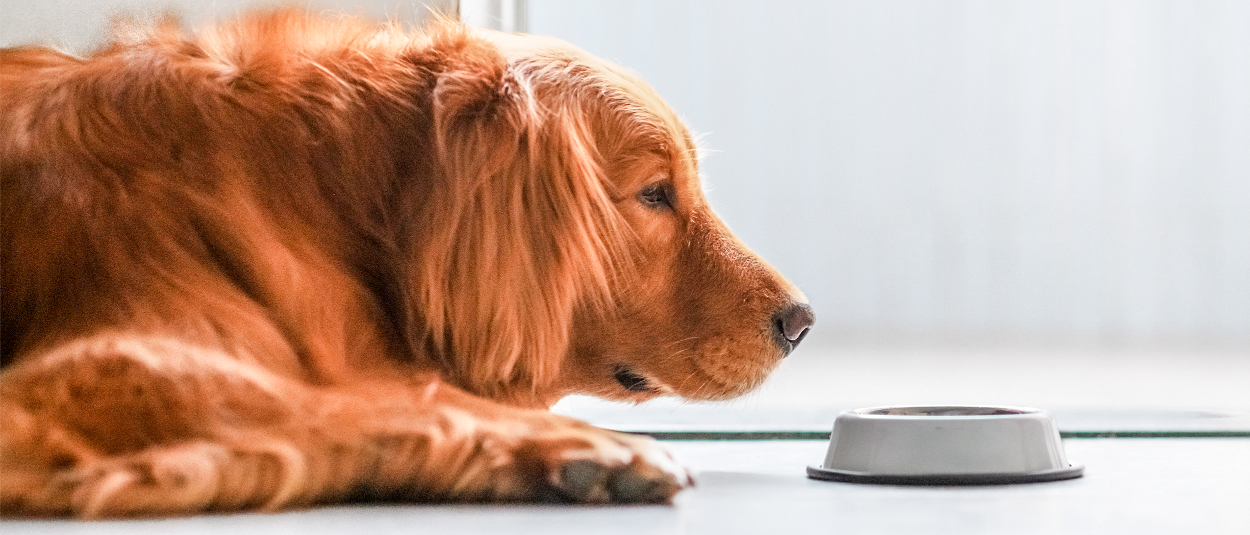 Anjing Golden Retriever dewasa berbaring di lantai di sebelah mangkuk perak.