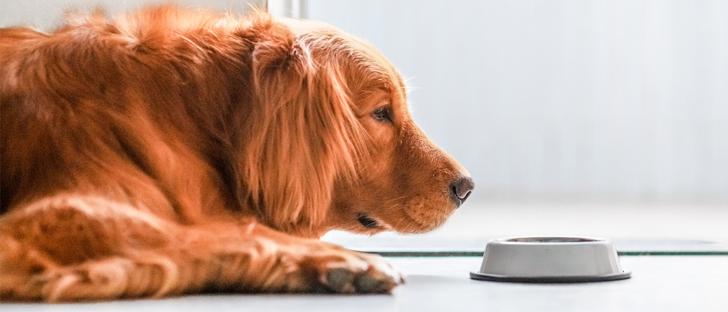 Der ausgewachsene Golden Retriever liegt neben einem silbernen Napf auf dem Boden.