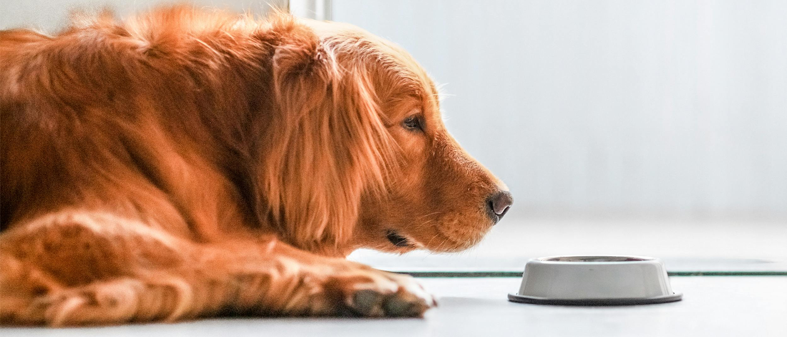 Kopeklerde Mide Sorunu Nasil Onlenir Royal Canin