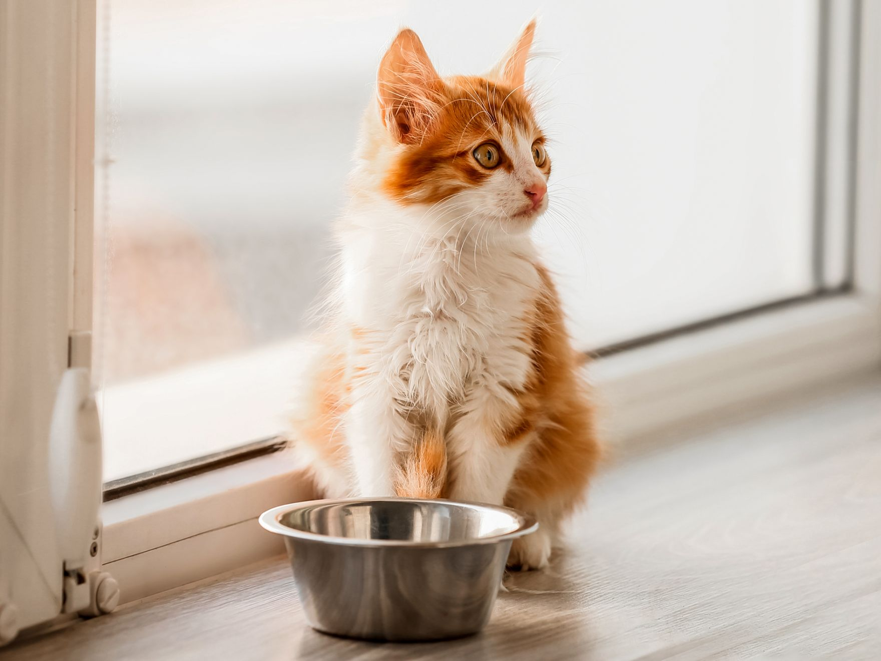 Eine rotweiße Katze sitzt im Freien neben einer silbernen Schüssel