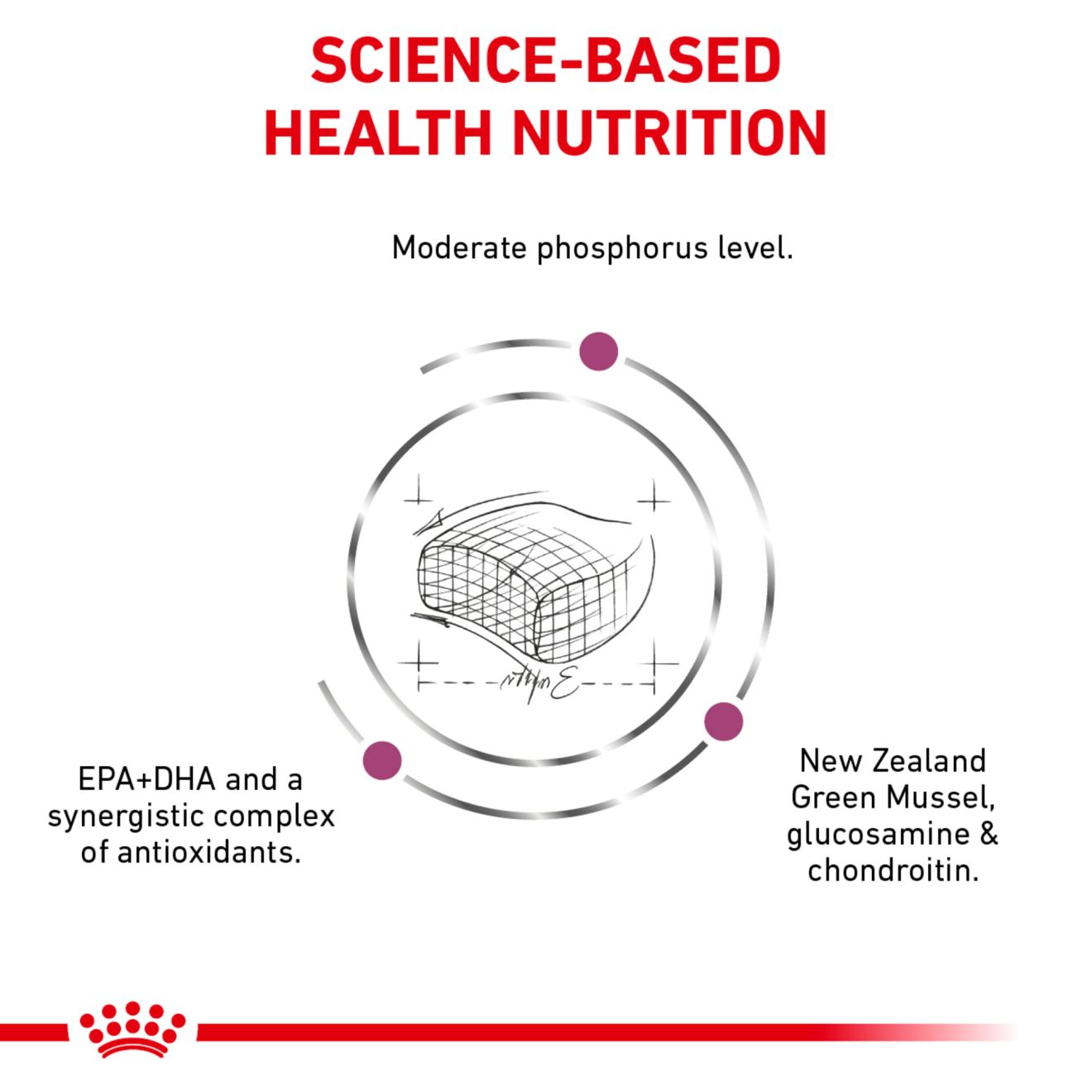 Feline Renal Support Early Consult