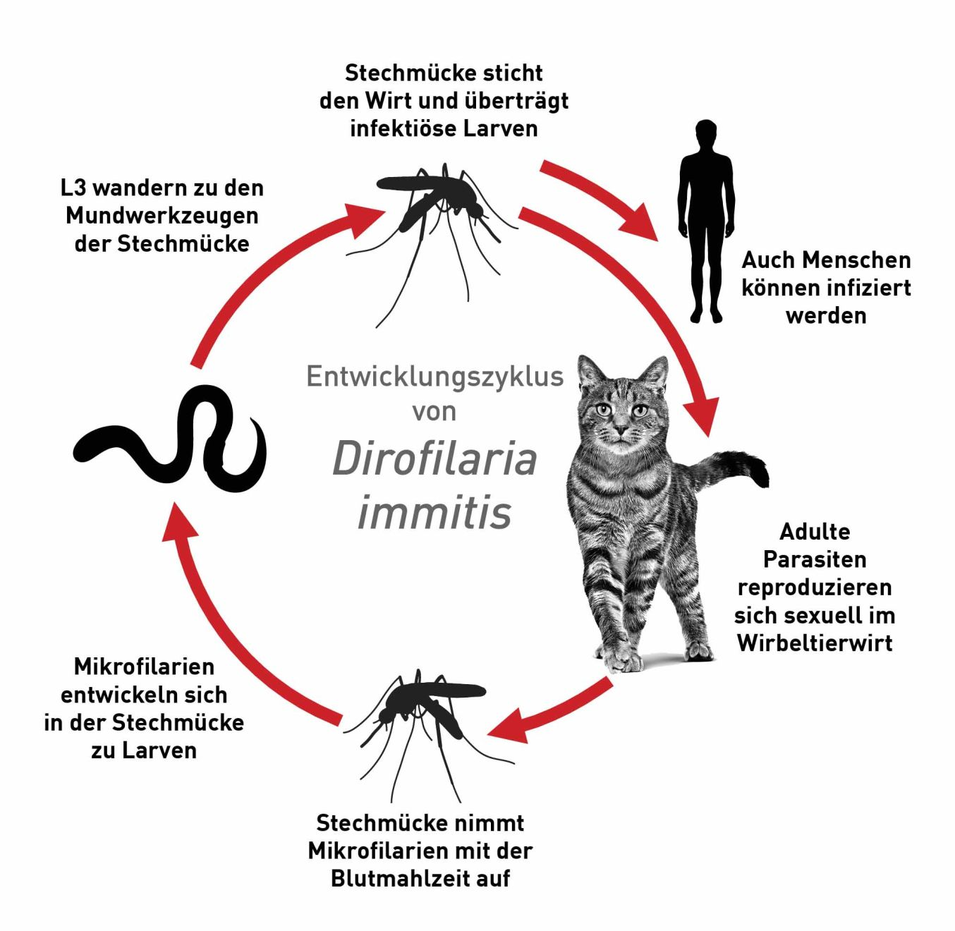 Entwicklungszyklus von Dirofilaria immitis
