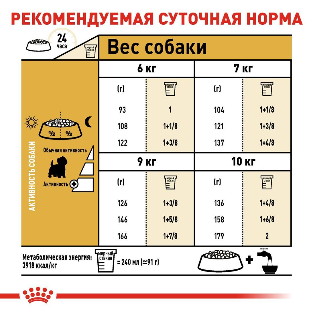 West Highland White Terrier Adult