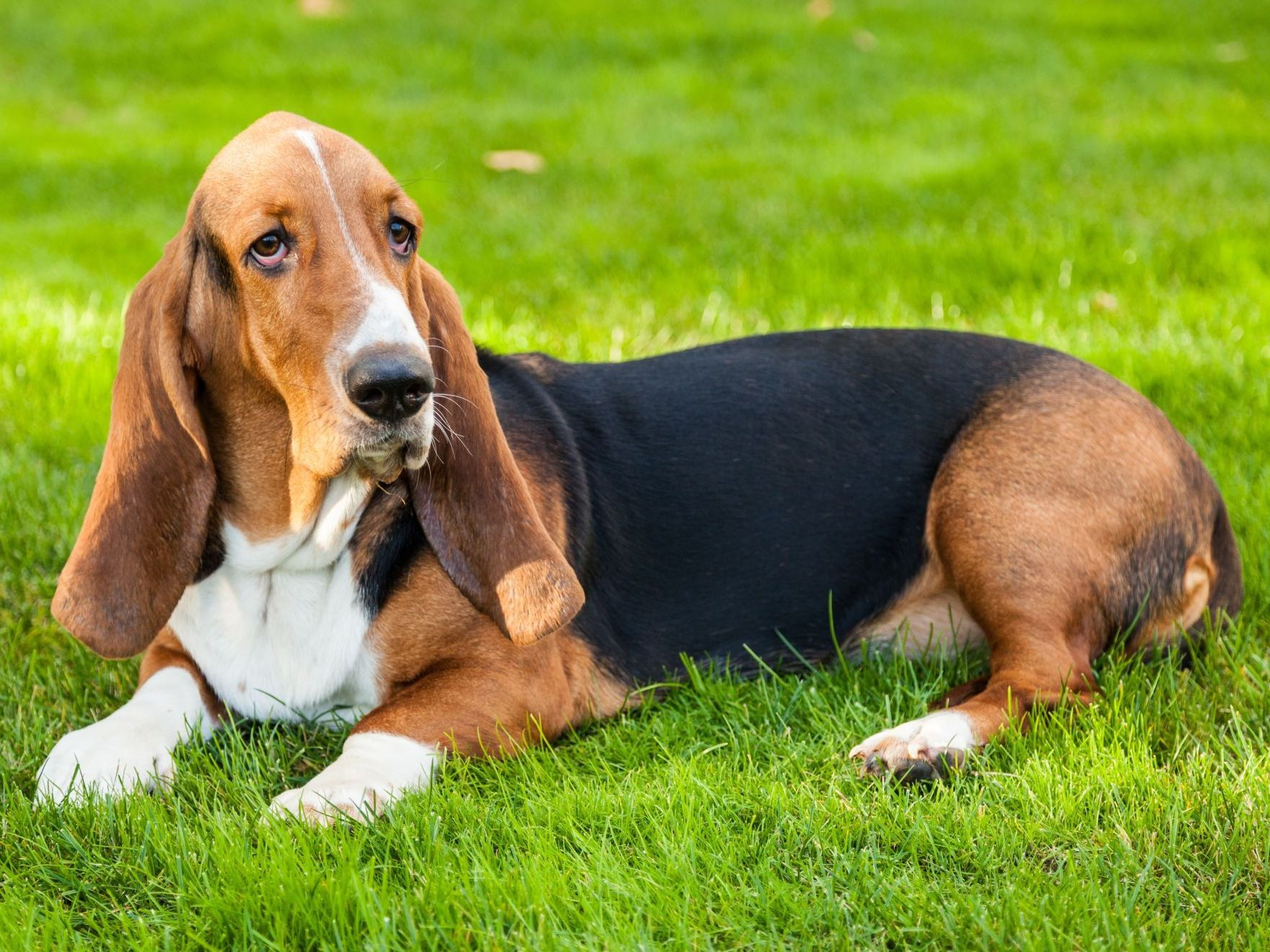 Un basset hound allongé dans l'herbe