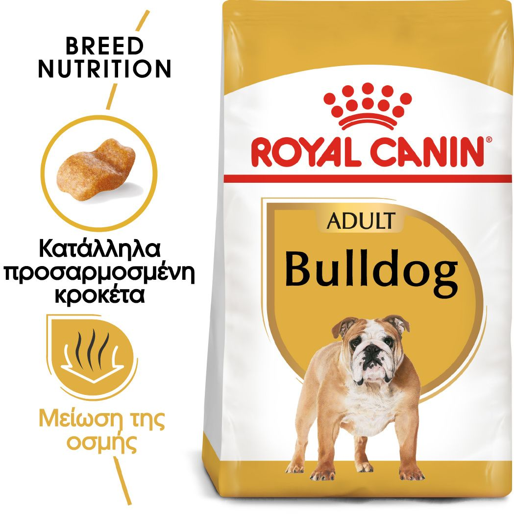 Bulldog Adult