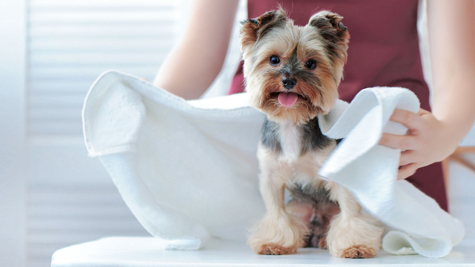 Yorkshire Terrier being dried with a towel
