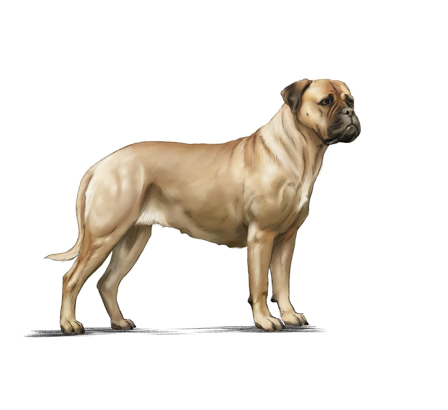 Illustration of a Bullmastiff