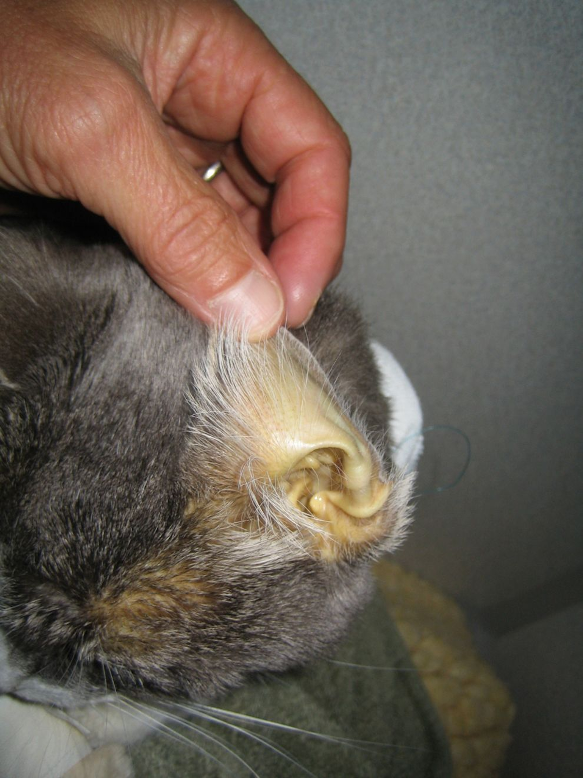 A yellowish tinge to a cat’s pinna may be the first sign of jaundice, but the yellow coloration does not automatically indicate liver disease.