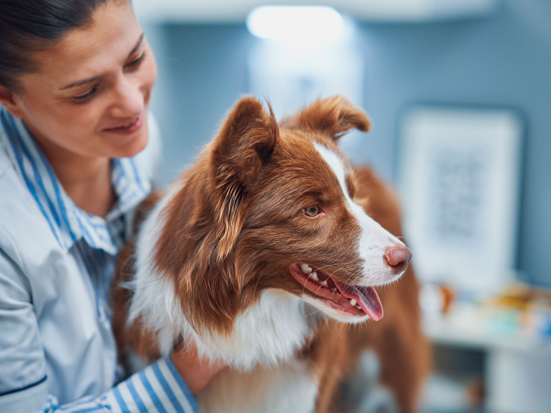 Brauner Border Collie wird von Tierarzt gehalten