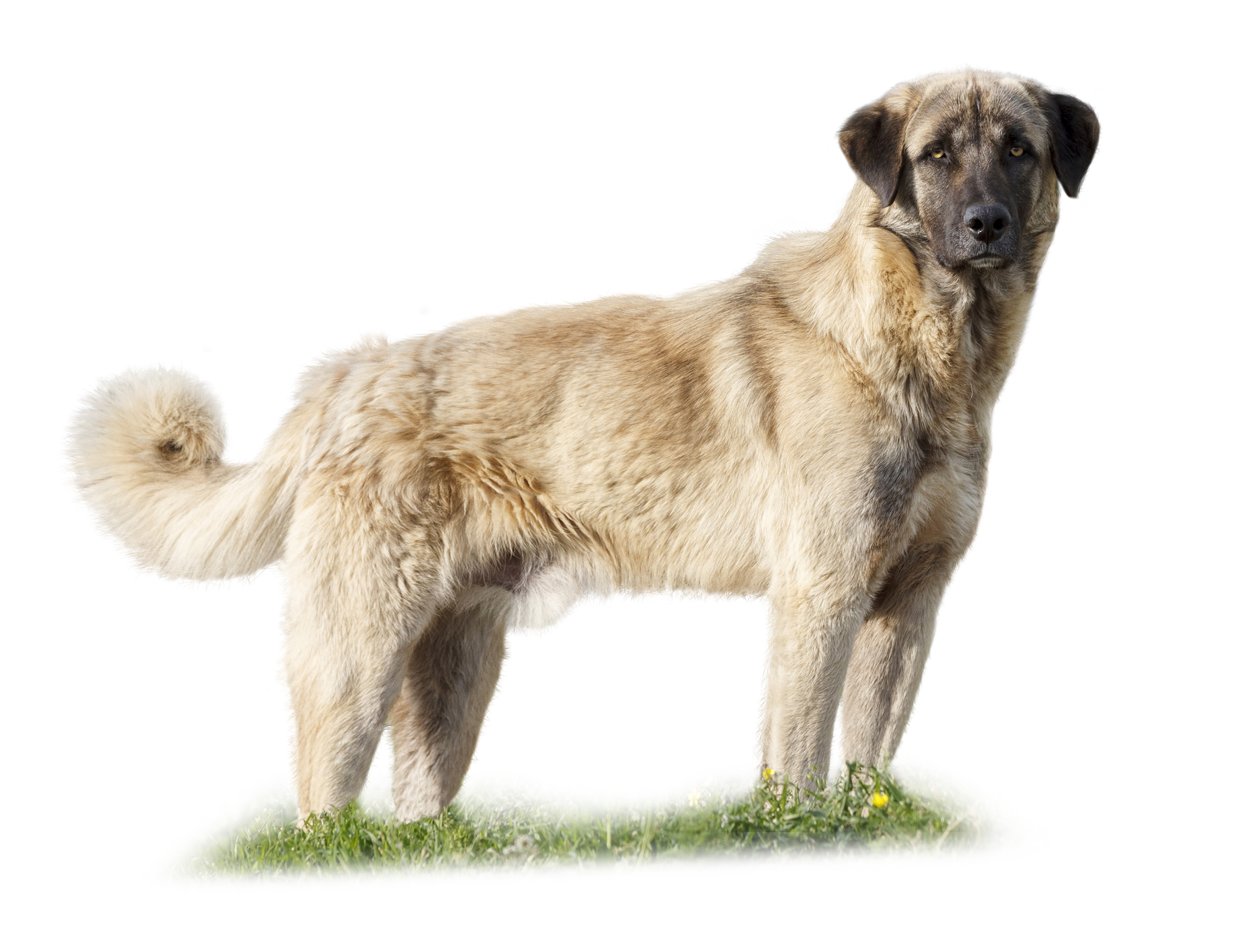 Kangal Shepherd Dog adult black and white