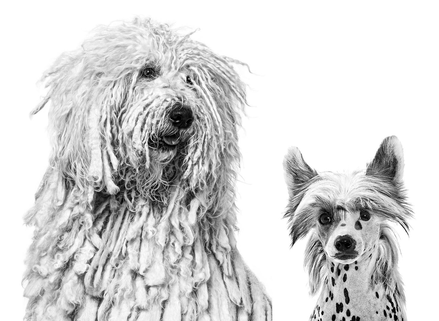 komondor and chinese crested