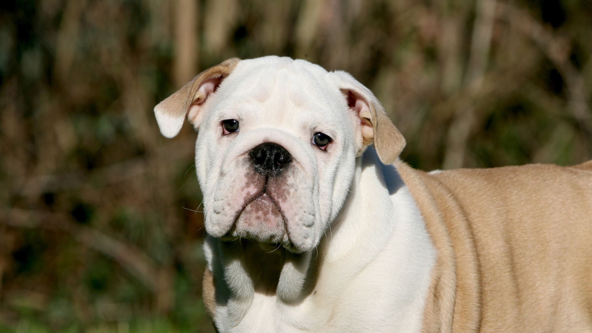 Engelsk bulldog-valp som ser i kameraet