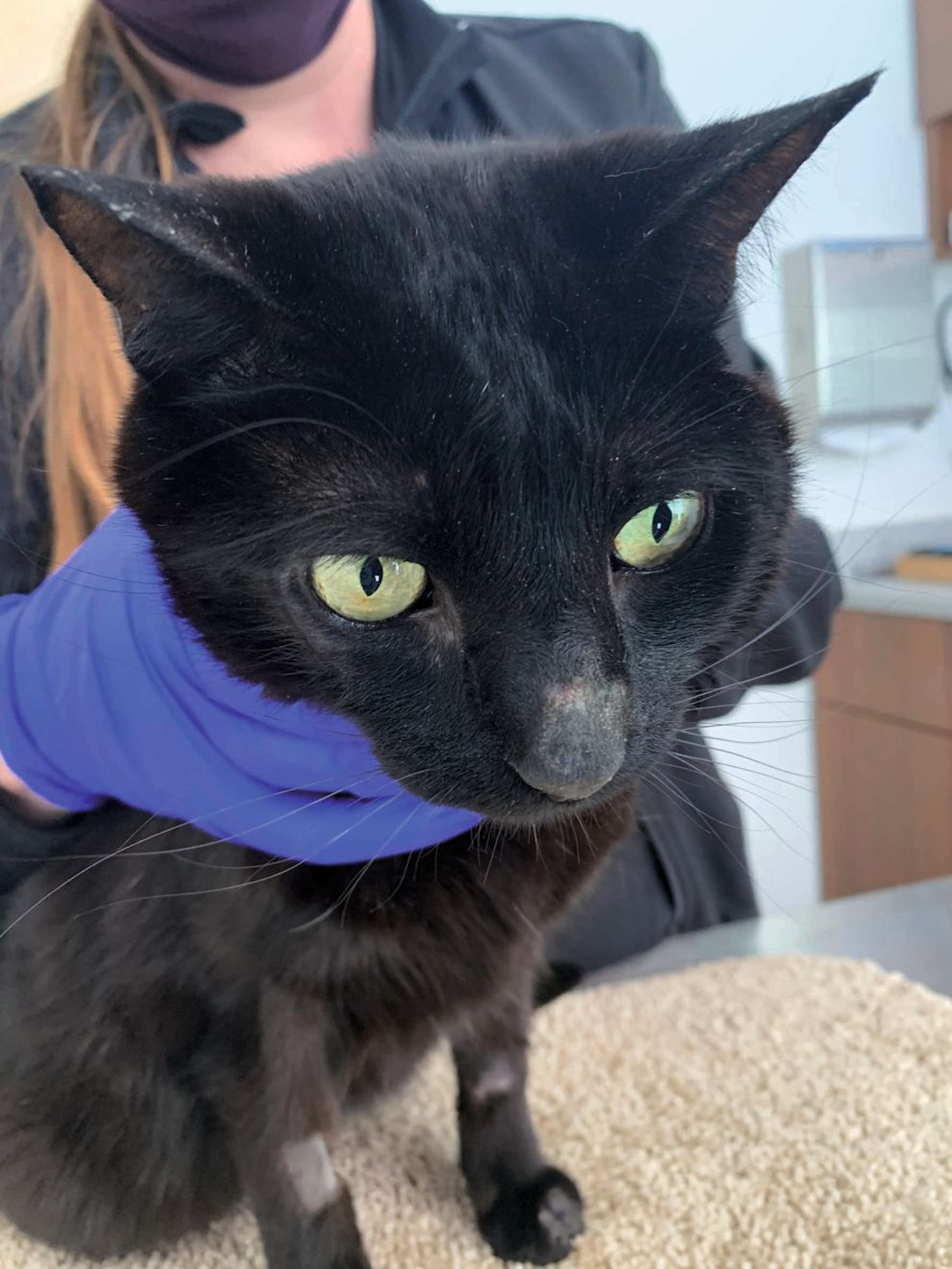 A 5-year-old male neuter DSH cat with pemphigus foliaceus involving the pinna, bridge of nose, and nasal planum; note the thin yellow crusts and hypotrichosis in affected areas. 