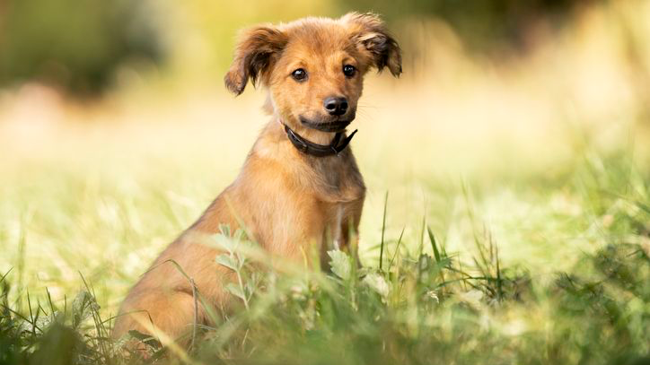 The red-haired puppy sits on the grass and watches 