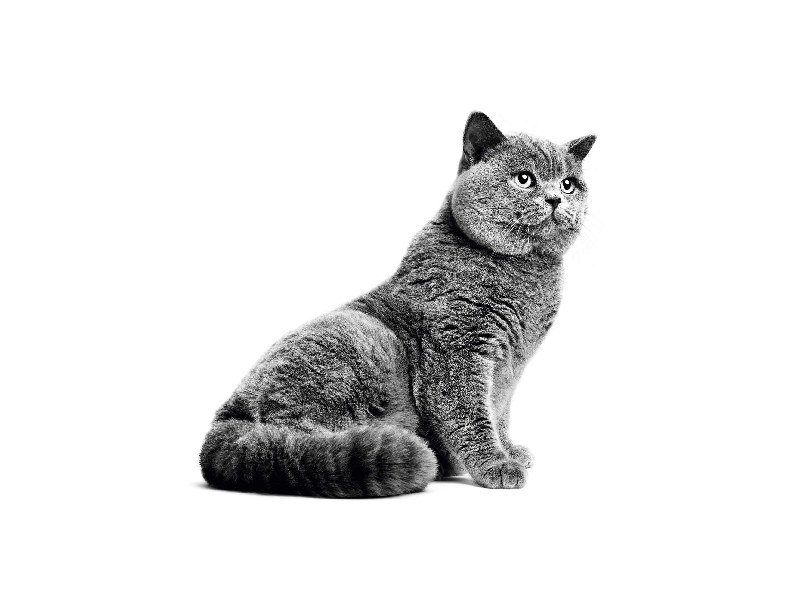 Дорослий кіт британської короткошерстої породи, що сидить, у відтінках сірого на білому тлі